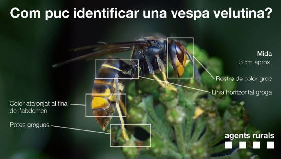 Com puc identificar una vespa velutina?