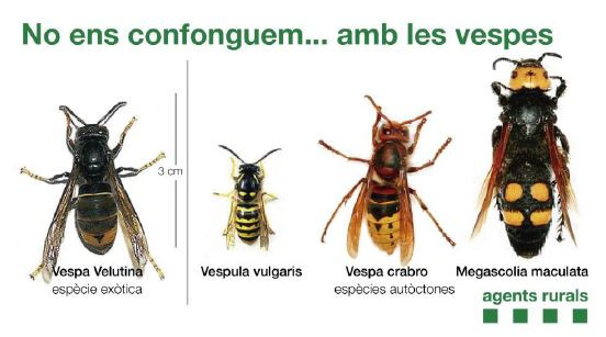 Diferències vespes