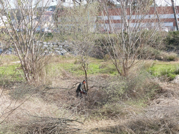 Un operari tala arbres situats dins el llit de la riera