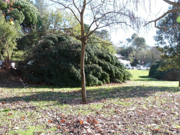 Coníferes caigudes al parc del Pla de l'Alzina.