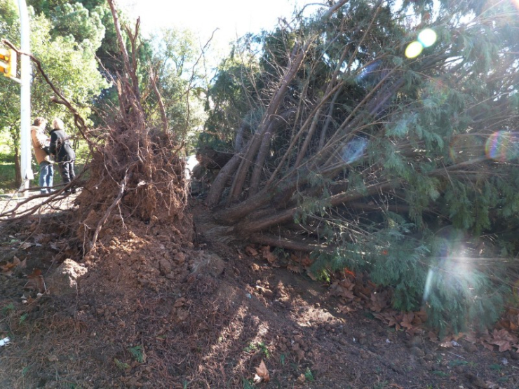 Coníferes caigudes al parc del Pla de l'Alzina.