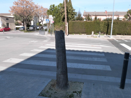 Arbre que ha calgut talar al c. Can Cortès per complir amb les normatives d'accessibilitat.