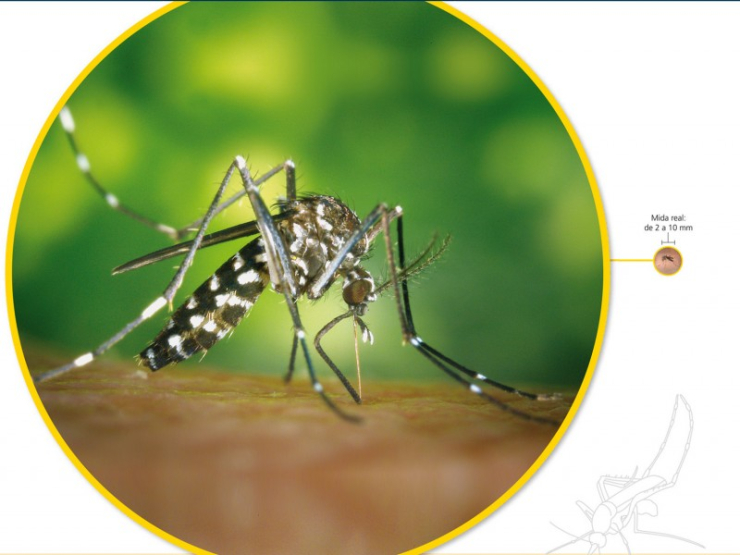 Mosquit tigre, imatge campanya.