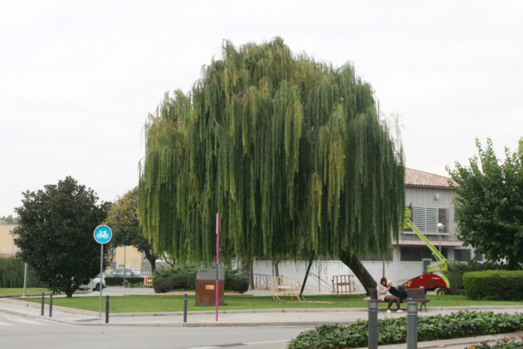 Desmai dels jardins de l'Alcalde Florenci Nualart i Permanyer.