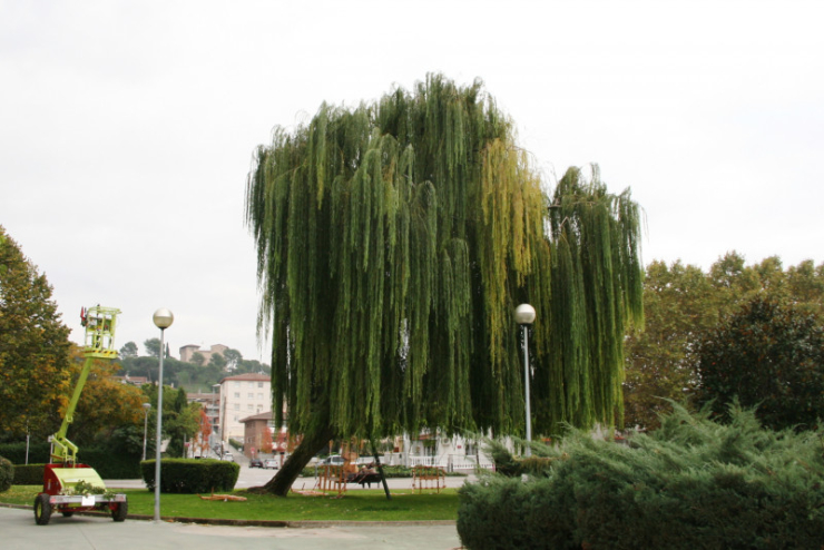 Desmai dels jardins de l'Alcalde Florenci Nualart i Permanyer.