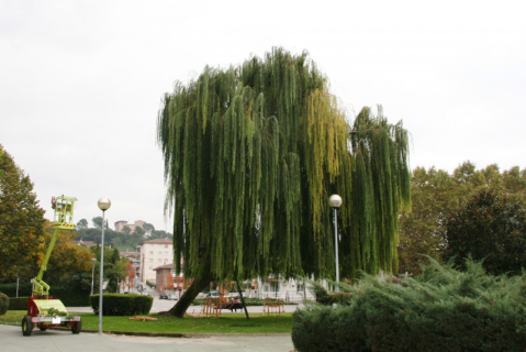Desmai dels jardins de l'Alcalde Florenci Nualart i Permanyer.