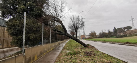 Arbre caigut a la Ronda Boda Vell. Foto: Protecció Civil