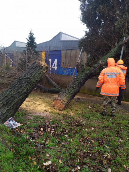 Arbre caigut a la Ronda Boda Vell. Foto: Protecció Civil