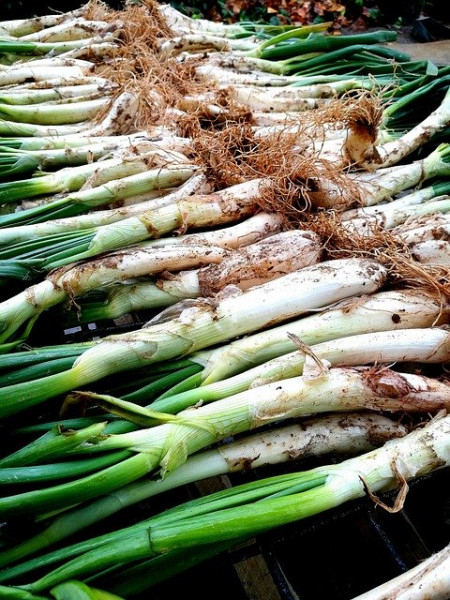 Calçotada a Valls