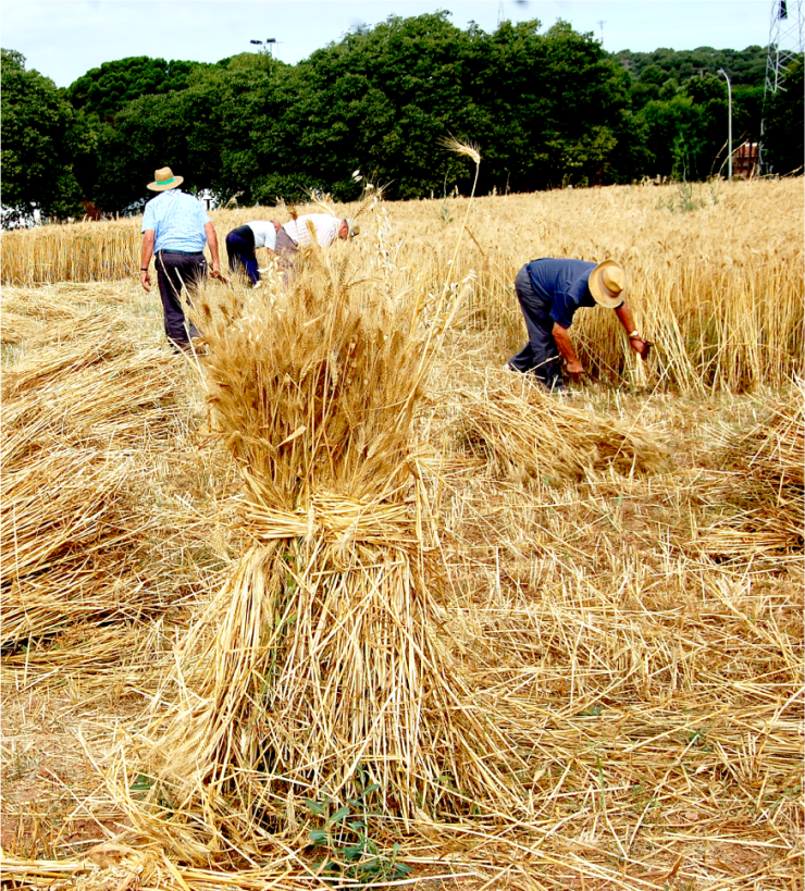 Especialització Energies Renovables, Natura i Món Rural