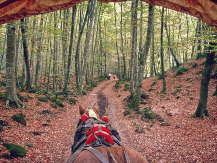 Els Carruatges de la Fageda