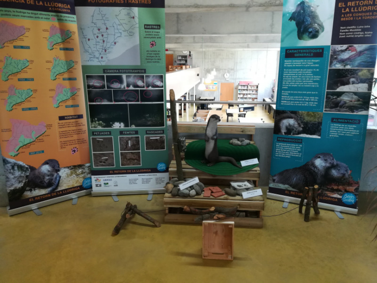 Exposició "El retorn de la llúdriga" a una població veïna