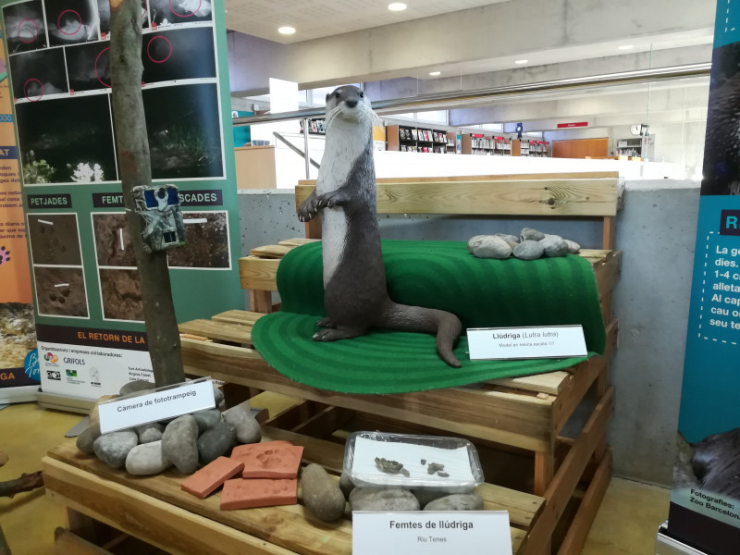 Exposició "El retorn de la llúdriga" a una població veïna