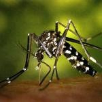 Mosquit tigre