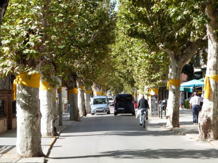 Arbres del pg. de la Carrerada amb cintes grogues.