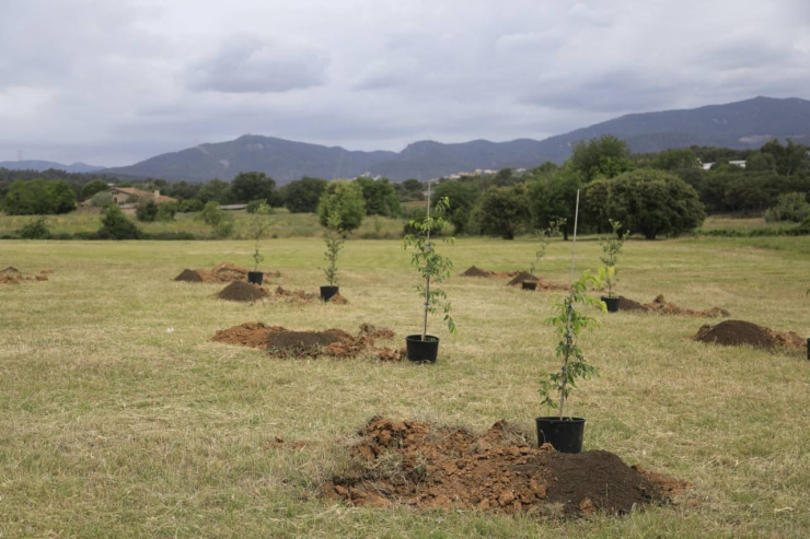 Plantada d'arbres