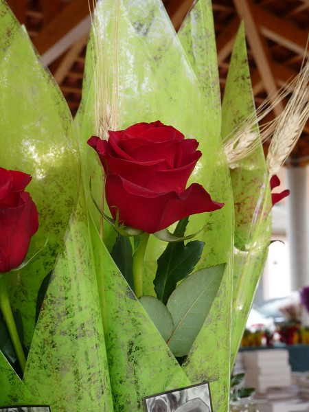 Sant jordi 5