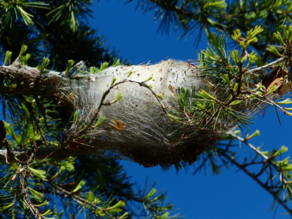 Niu de l'eruga processionària en un arbre.