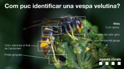 Vespa velutina
