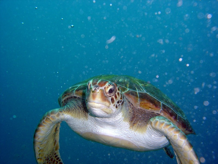 La tortuga, una espècie en perill