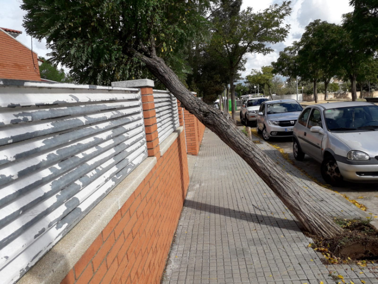 Arbre caigut a la via pública